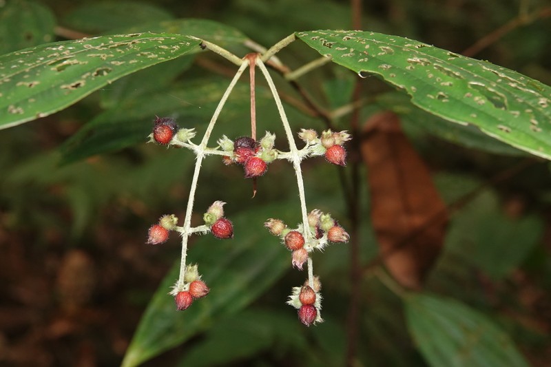 Miconia cremersii photo 2