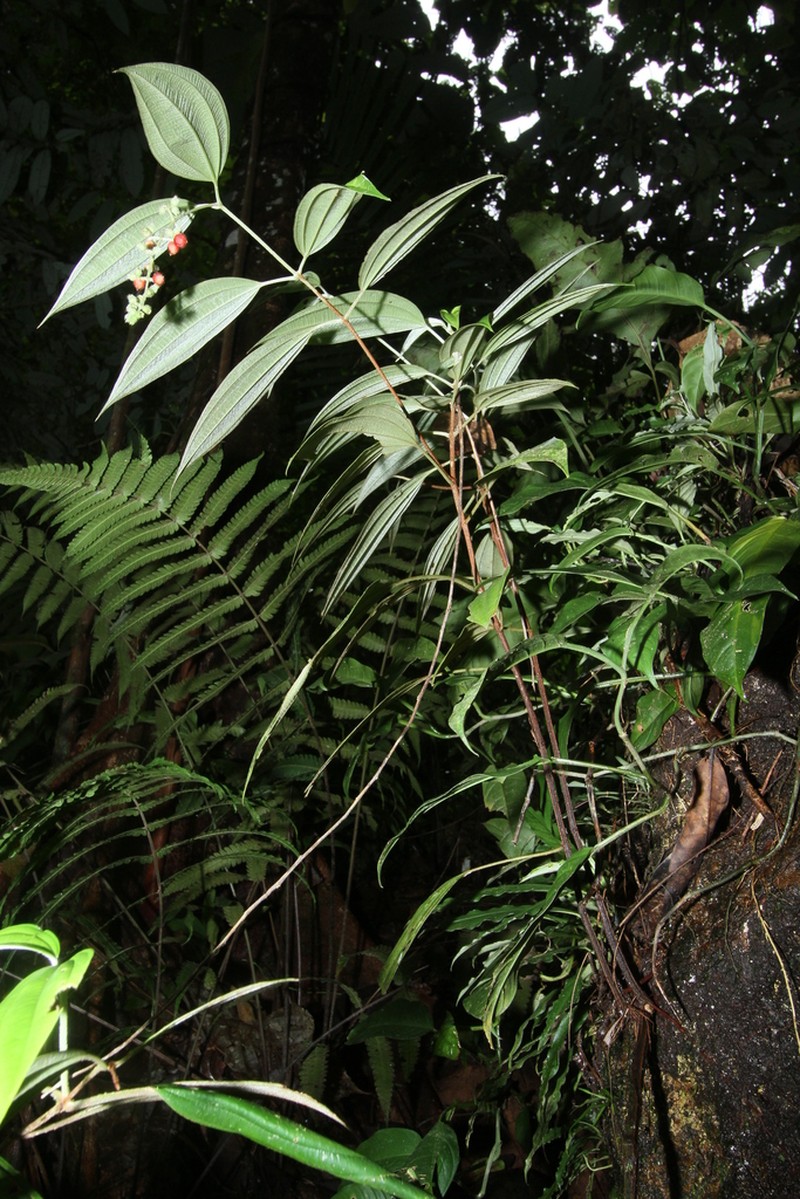 Miconia cremersii photo 3