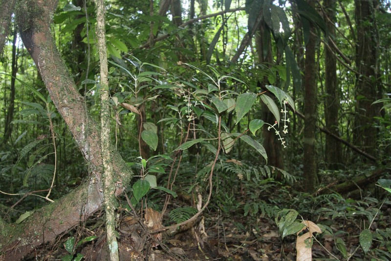 Miconia cremersii photo 5