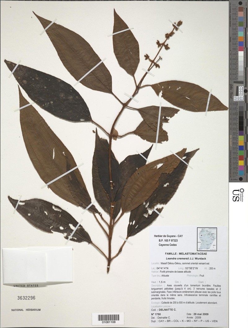 Miconia cremersii photo 6