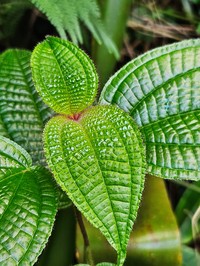 Soapbush