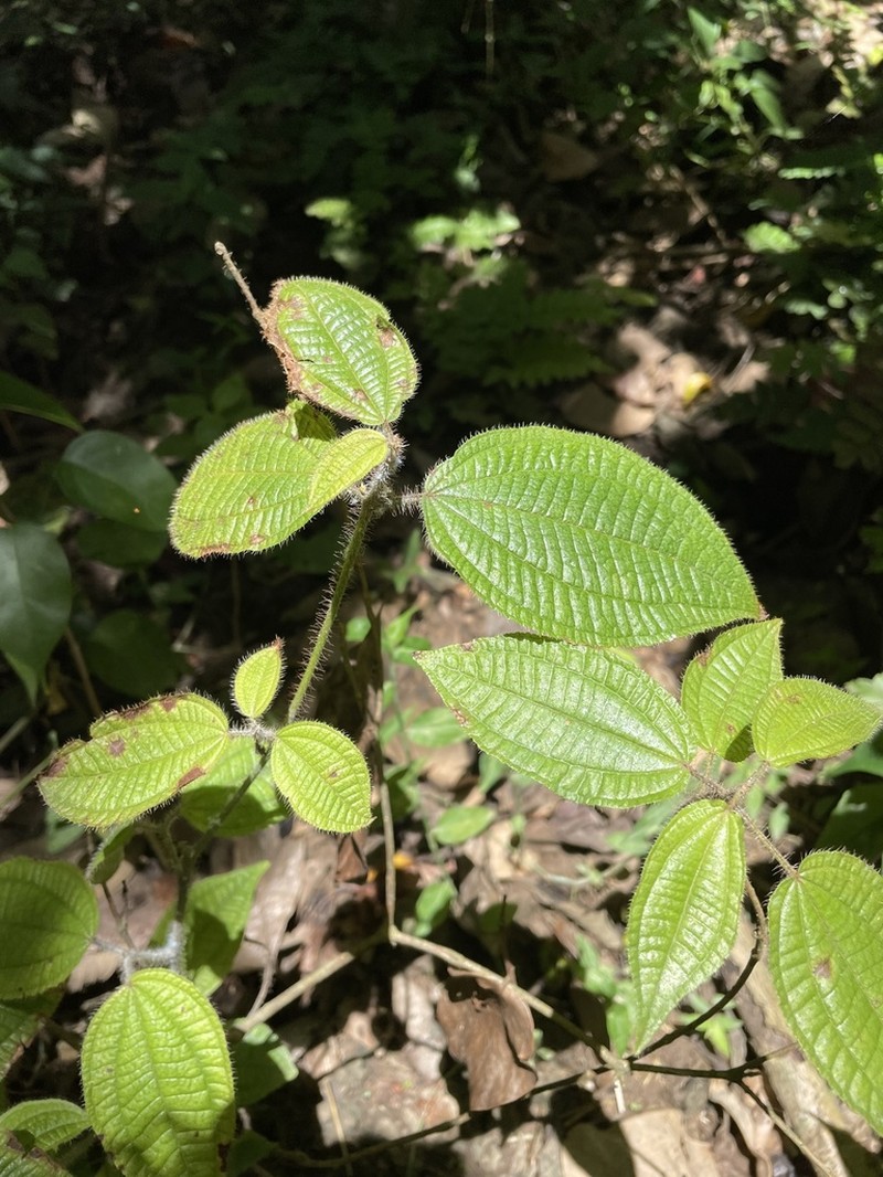 Soapbush photo 4