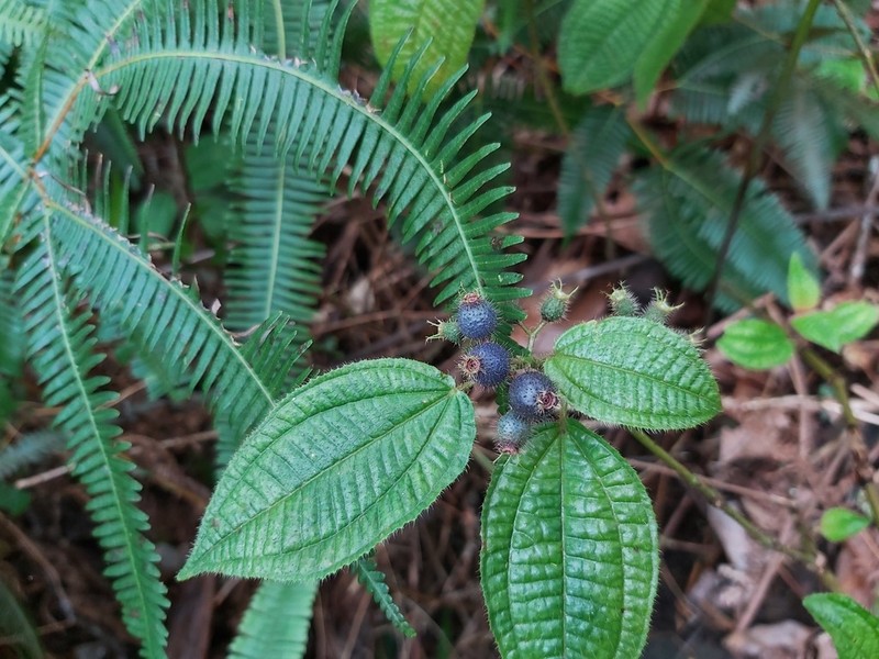 Soapbush photo 5
