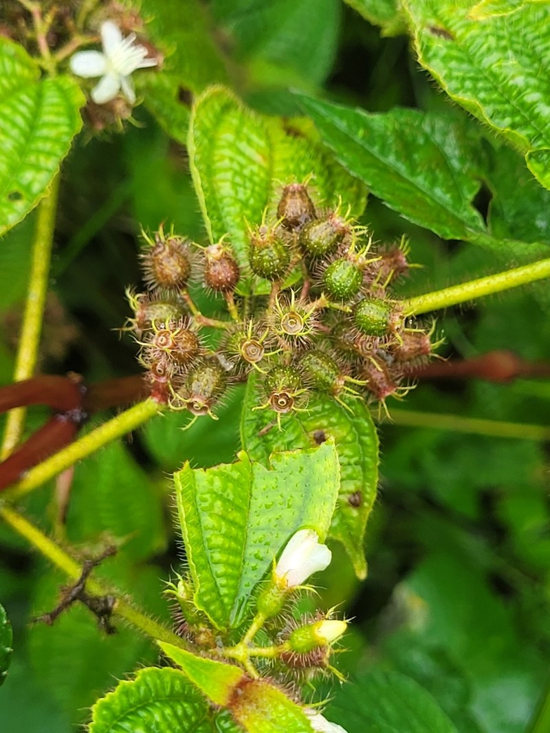 Soapbush photo 7