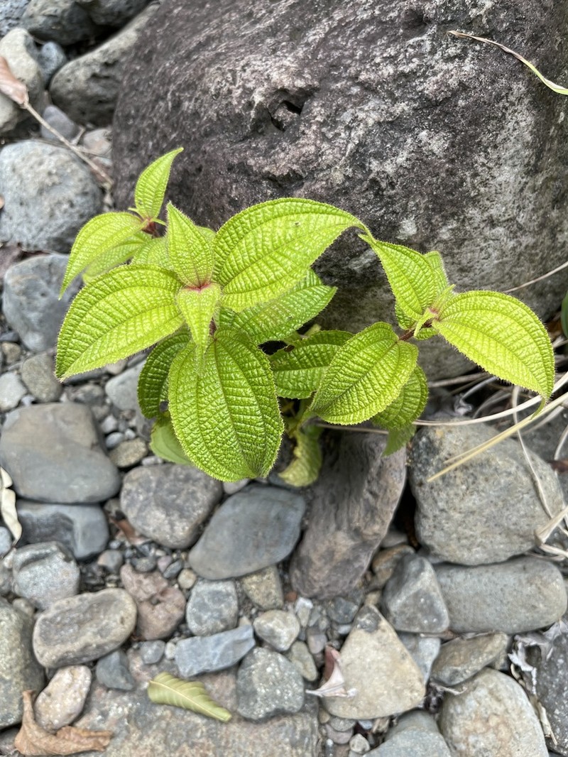Soapbush photo 8