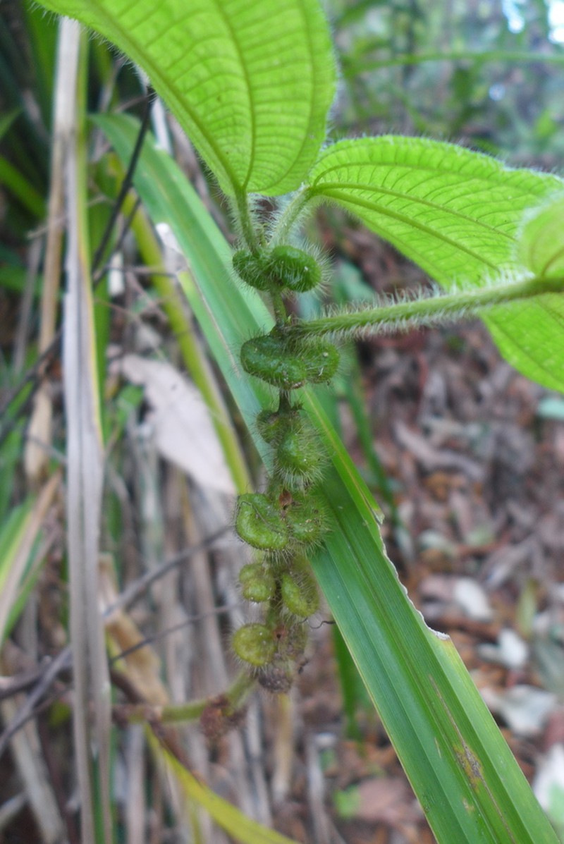Miconia crenulata