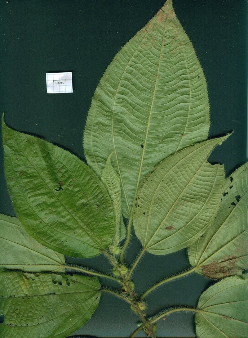 Miconia crenulata photo 2