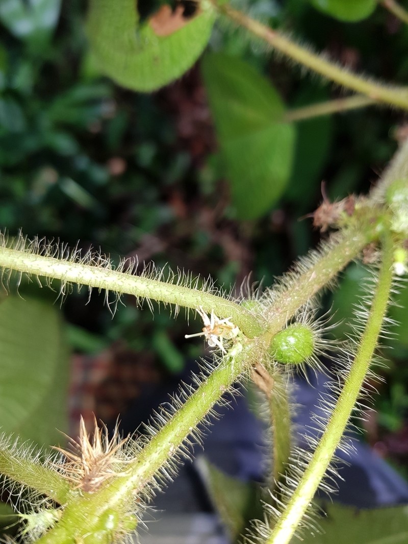 Miconia crenulata photo 3