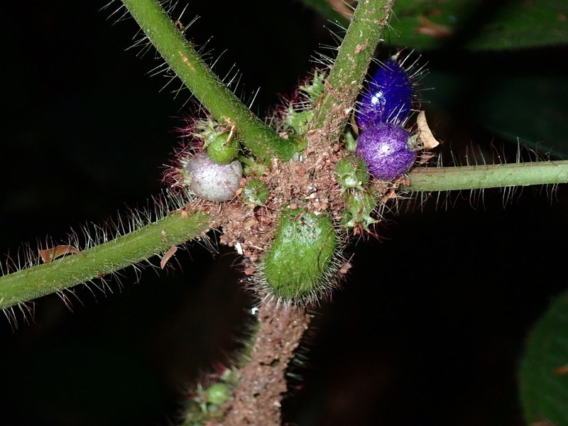 Miconia crenulata photo 4