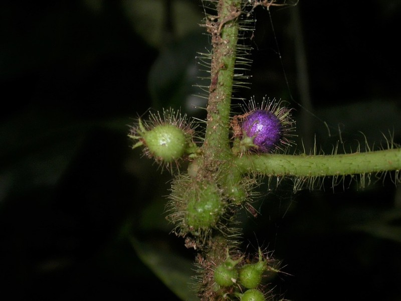 Miconia crenulata photo 5