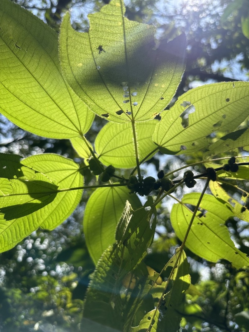 Miconia crenulata photo 6