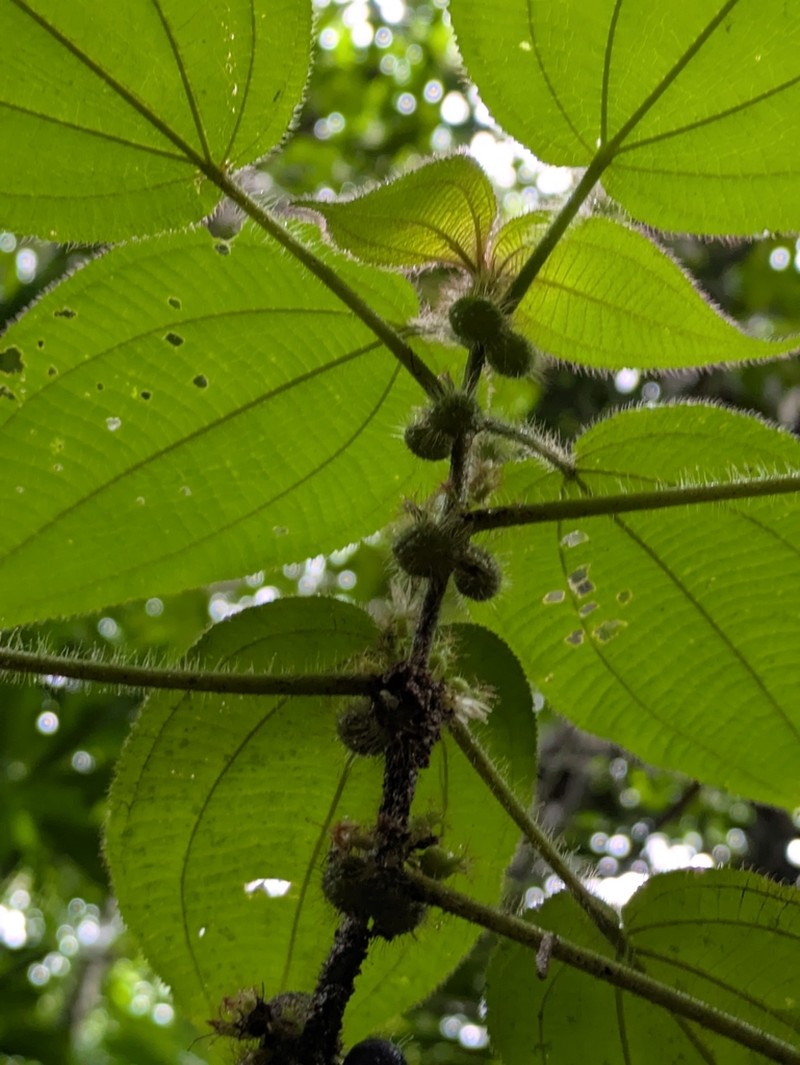 Miconia crenulata photo 7