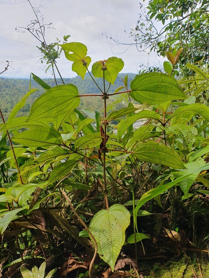 Miconia crenulata photo 8