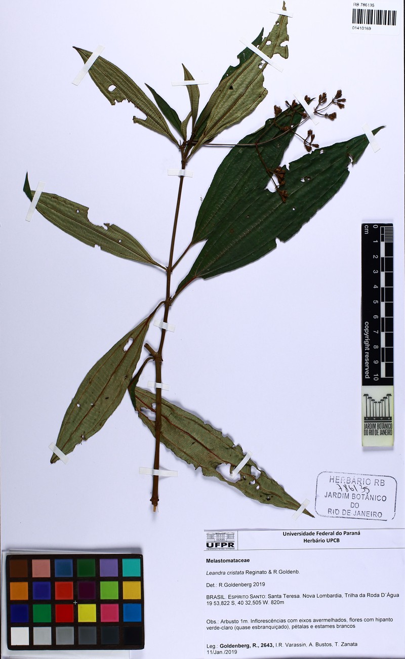 Miconia cristata