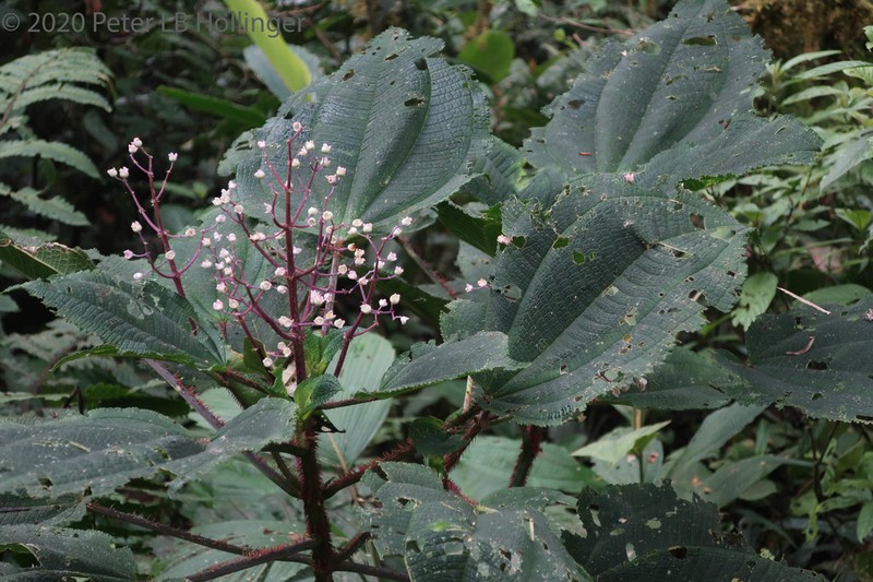 Miconia croatii