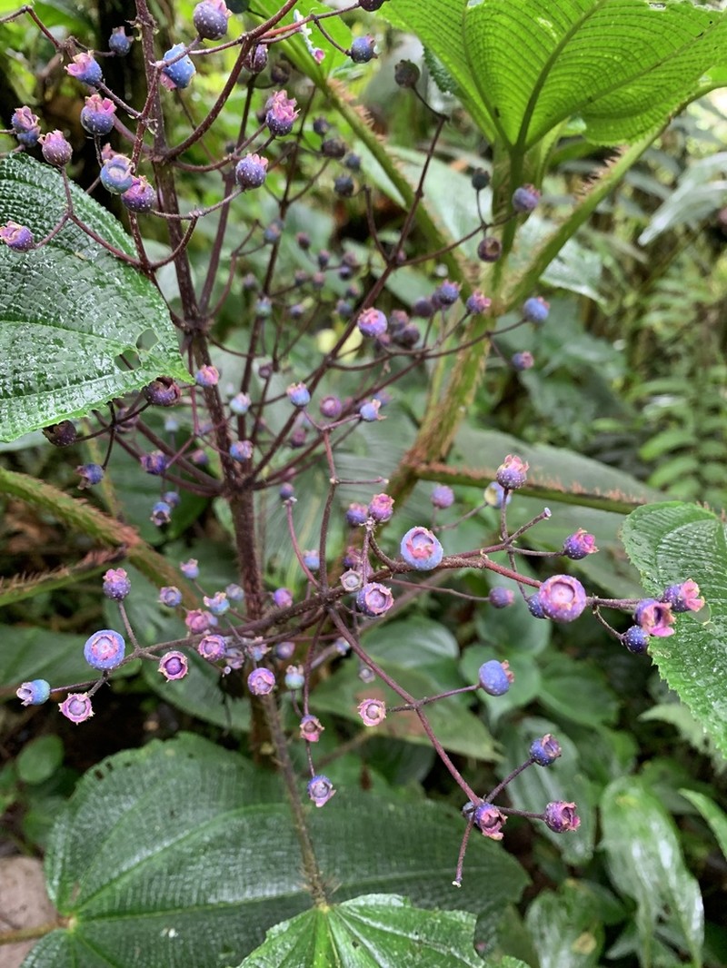 Miconia croatii photo 2