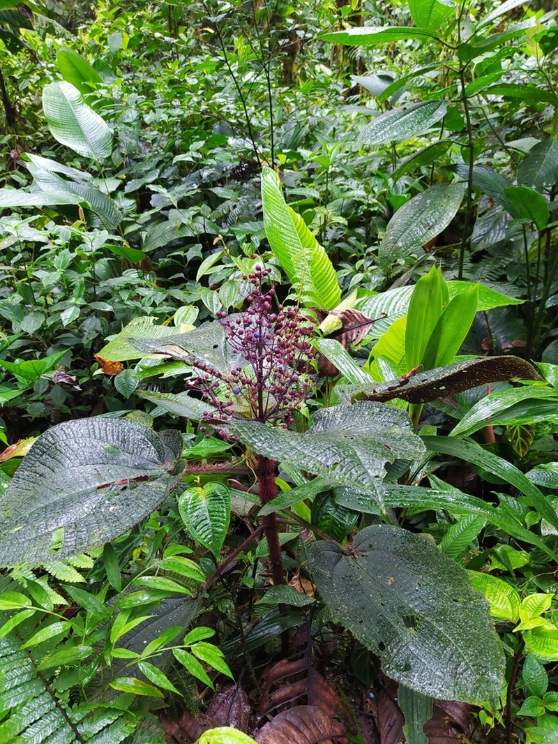 Miconia croatii photo 3