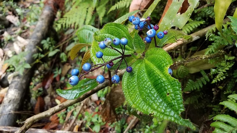 Miconia croatii photo 4