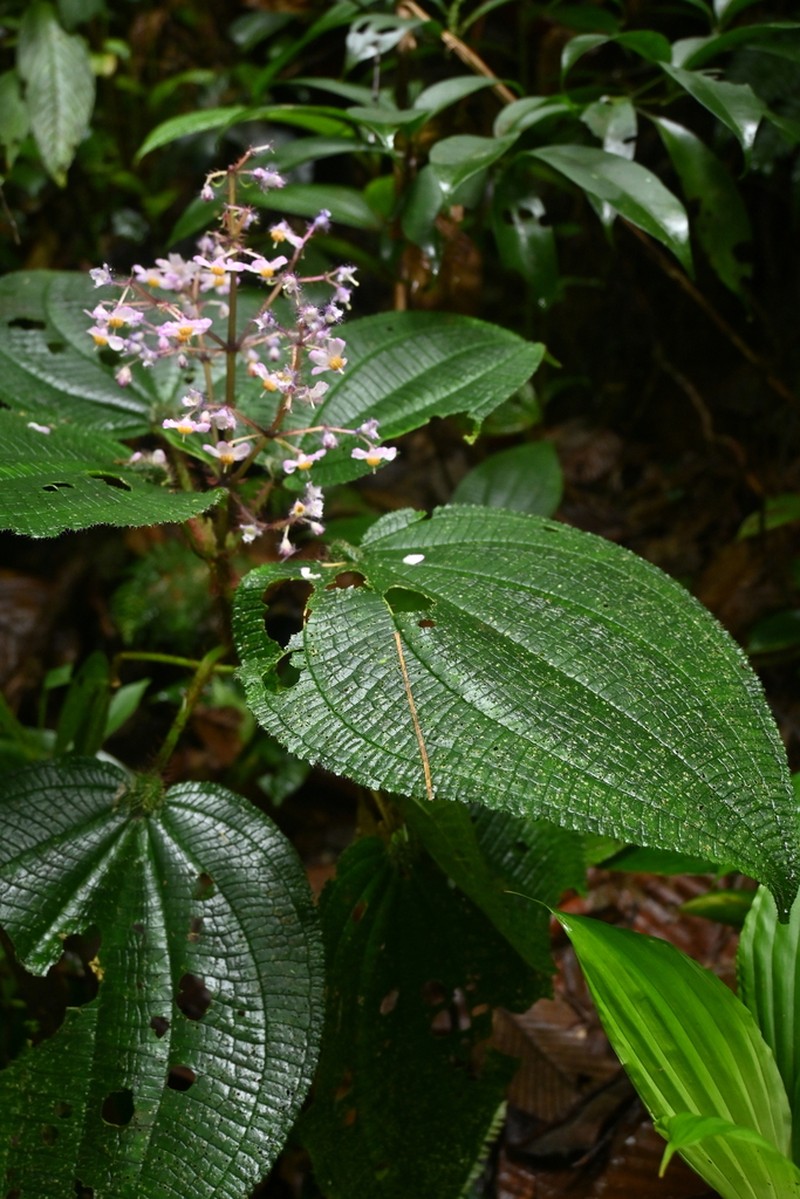 Miconia croatii photo 5