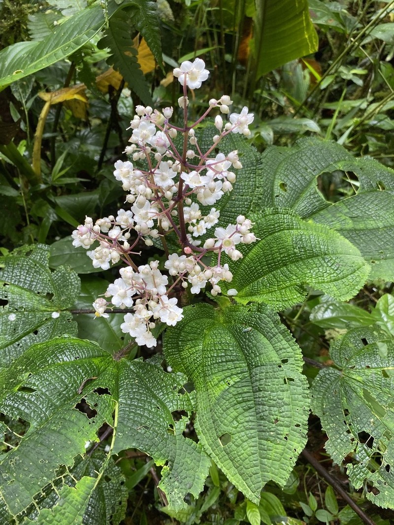 Miconia croatii photo 6