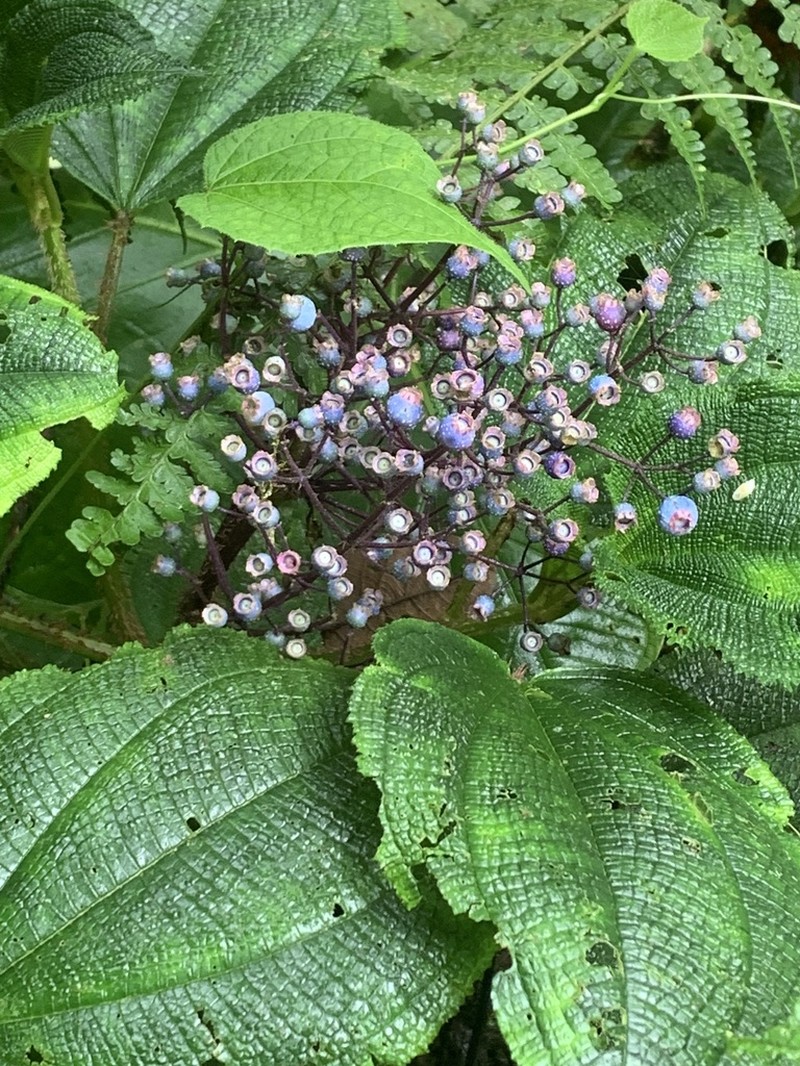 Miconia croatii photo 7