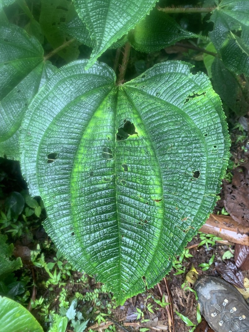 Miconia croatii photo 8