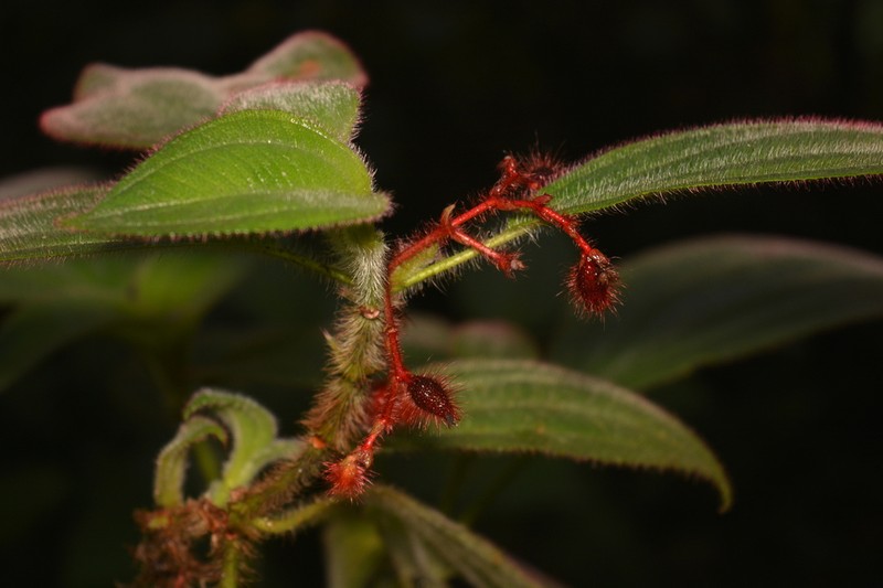 Miconia crocina