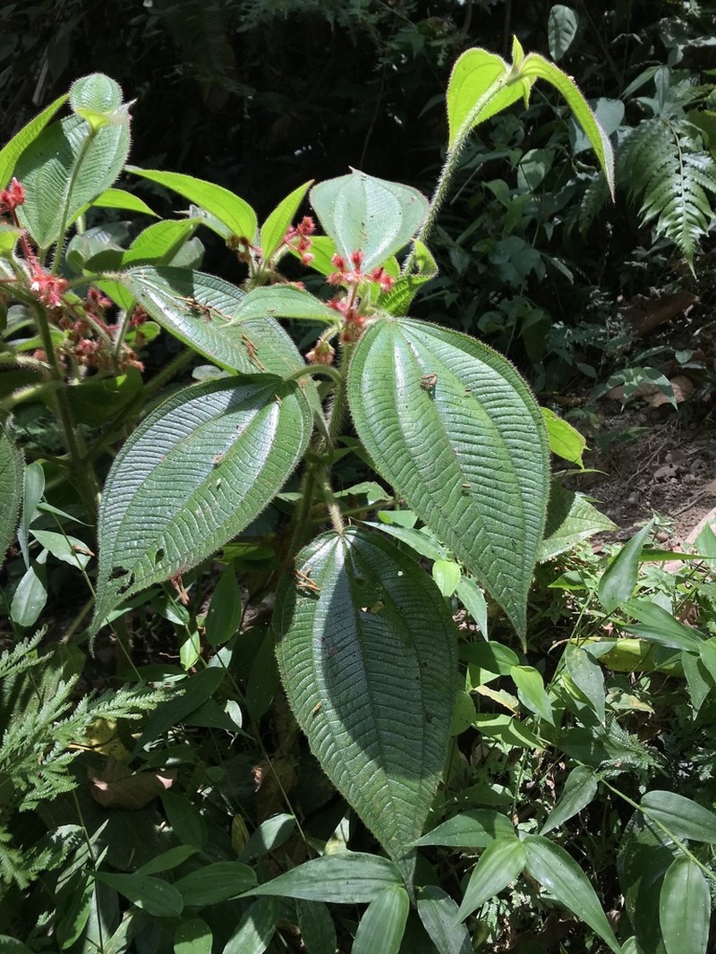 Miconia crocina photo 2