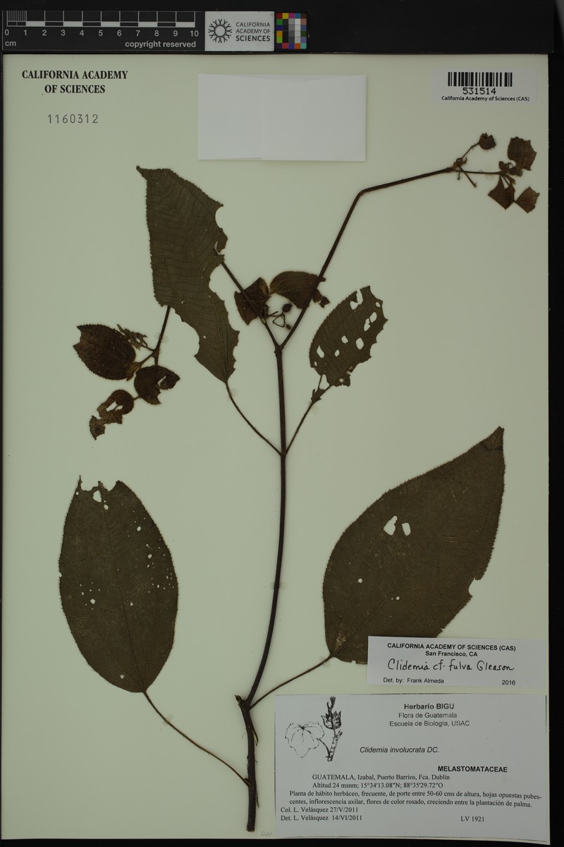 Miconia crocina photo 3
