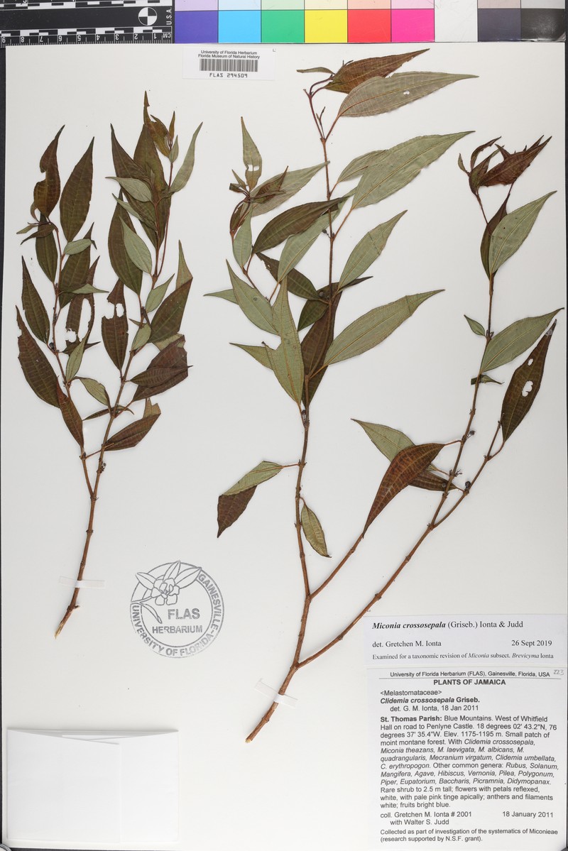 Miconia crossosepala