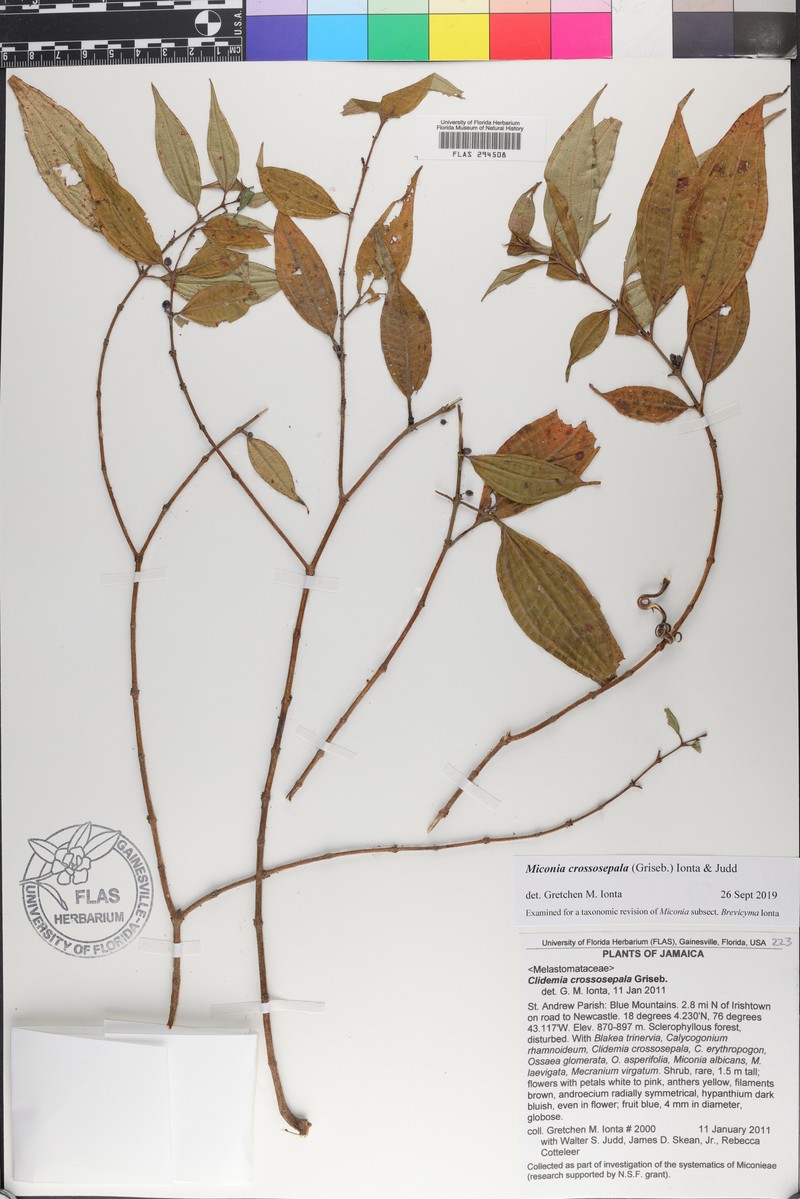 Miconia crossosepala photo 2