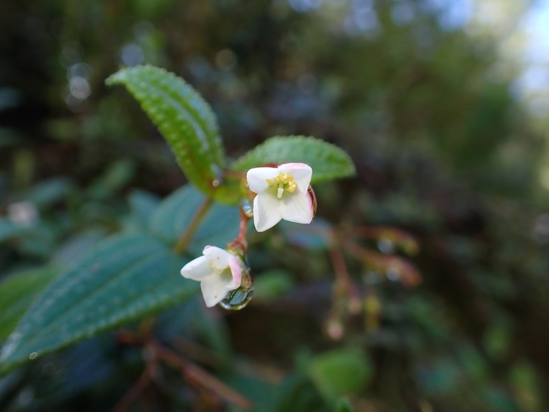 Hillside Clover Ash photo 3