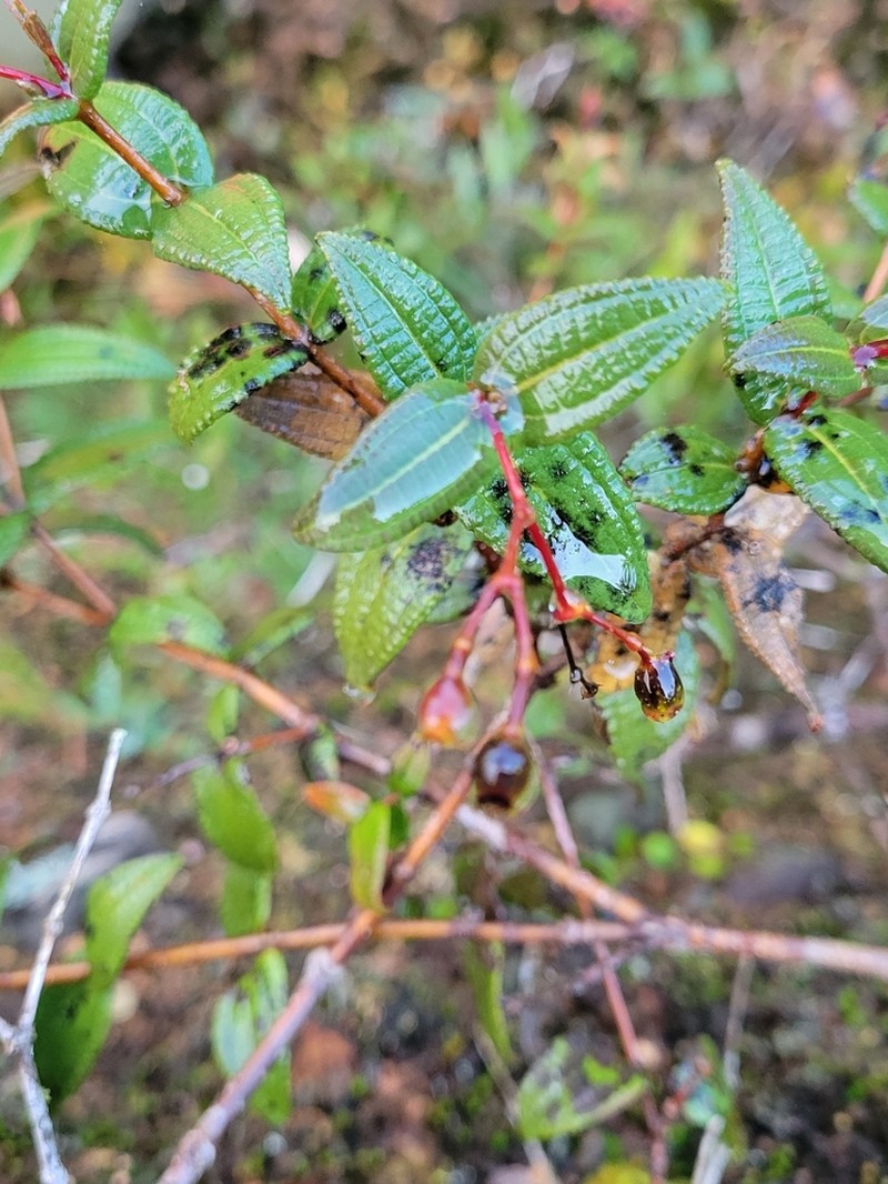 Hillside Clover Ash photo 6