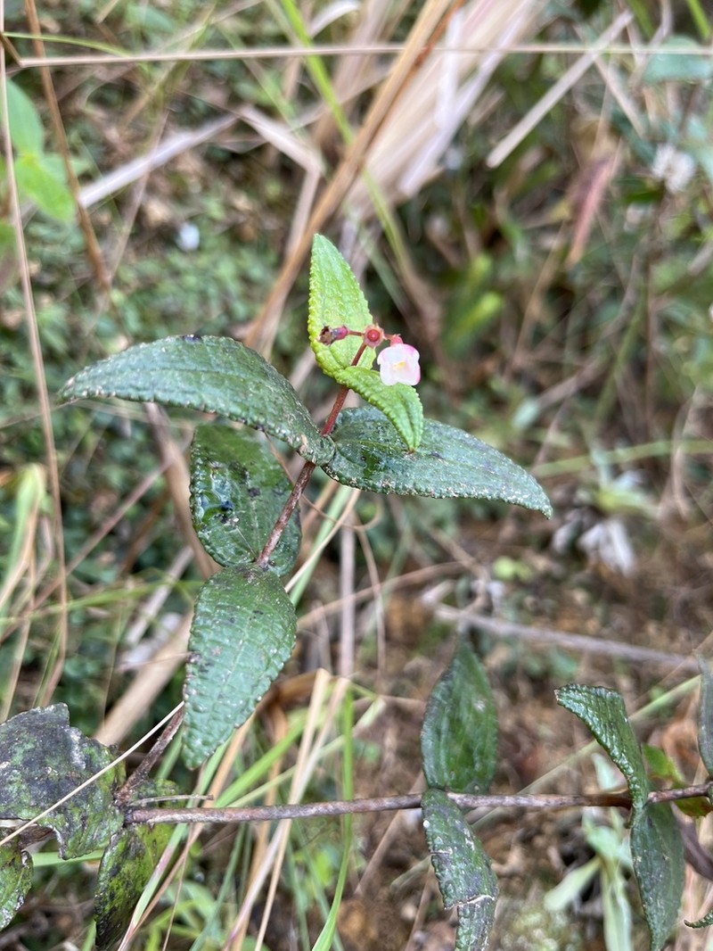 Hillside Clover Ash photo 8