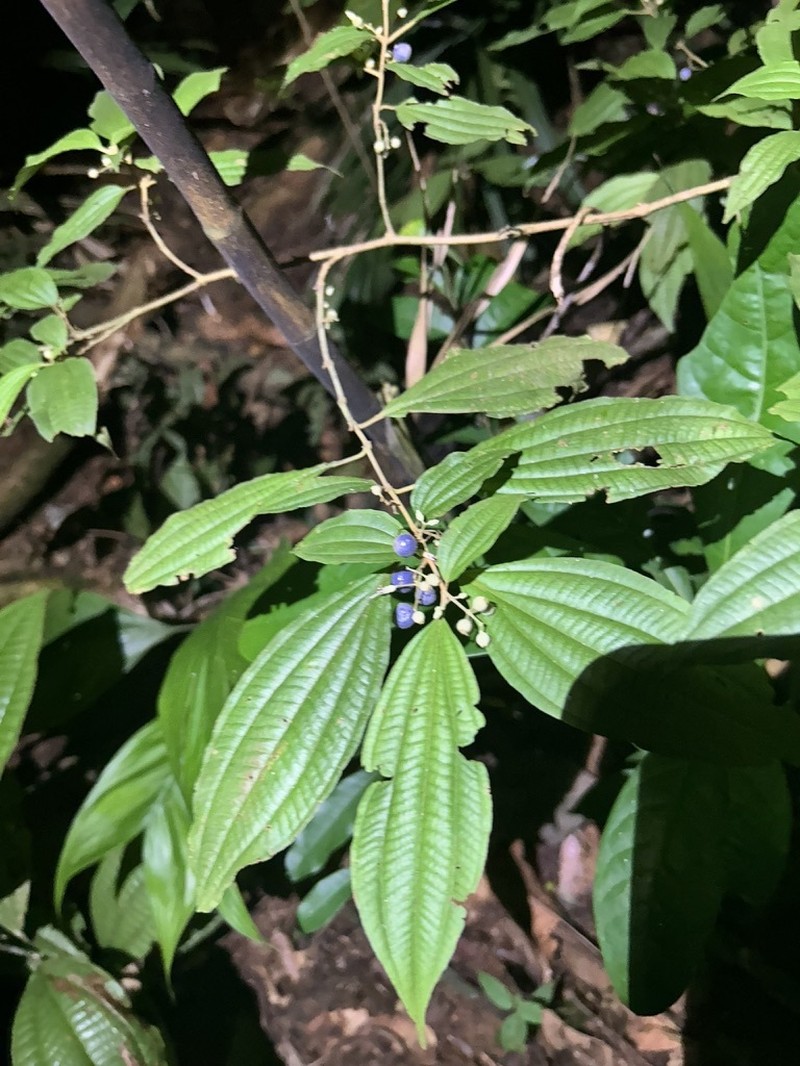Miconia cucullata