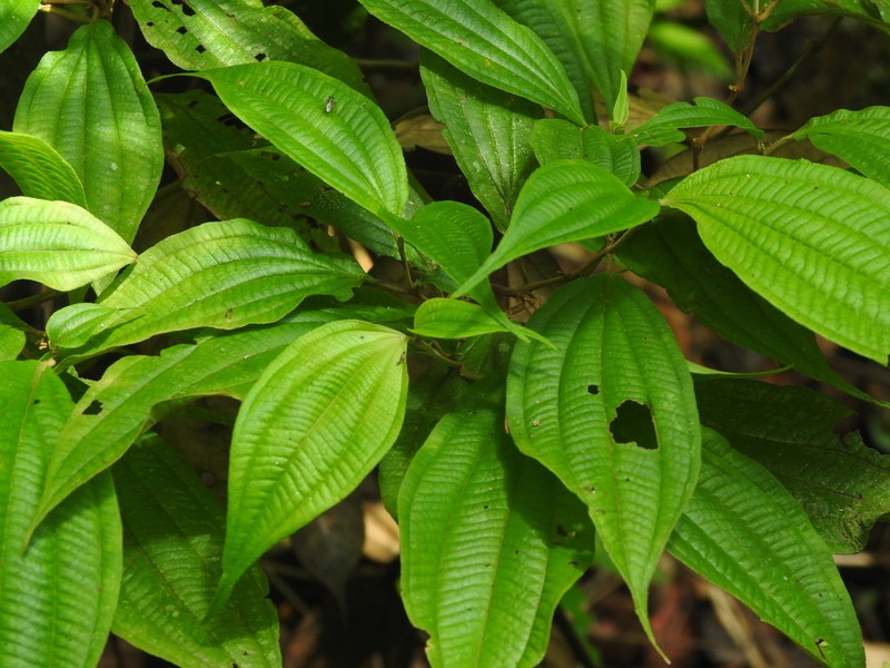 Miconia cucullata photo 2