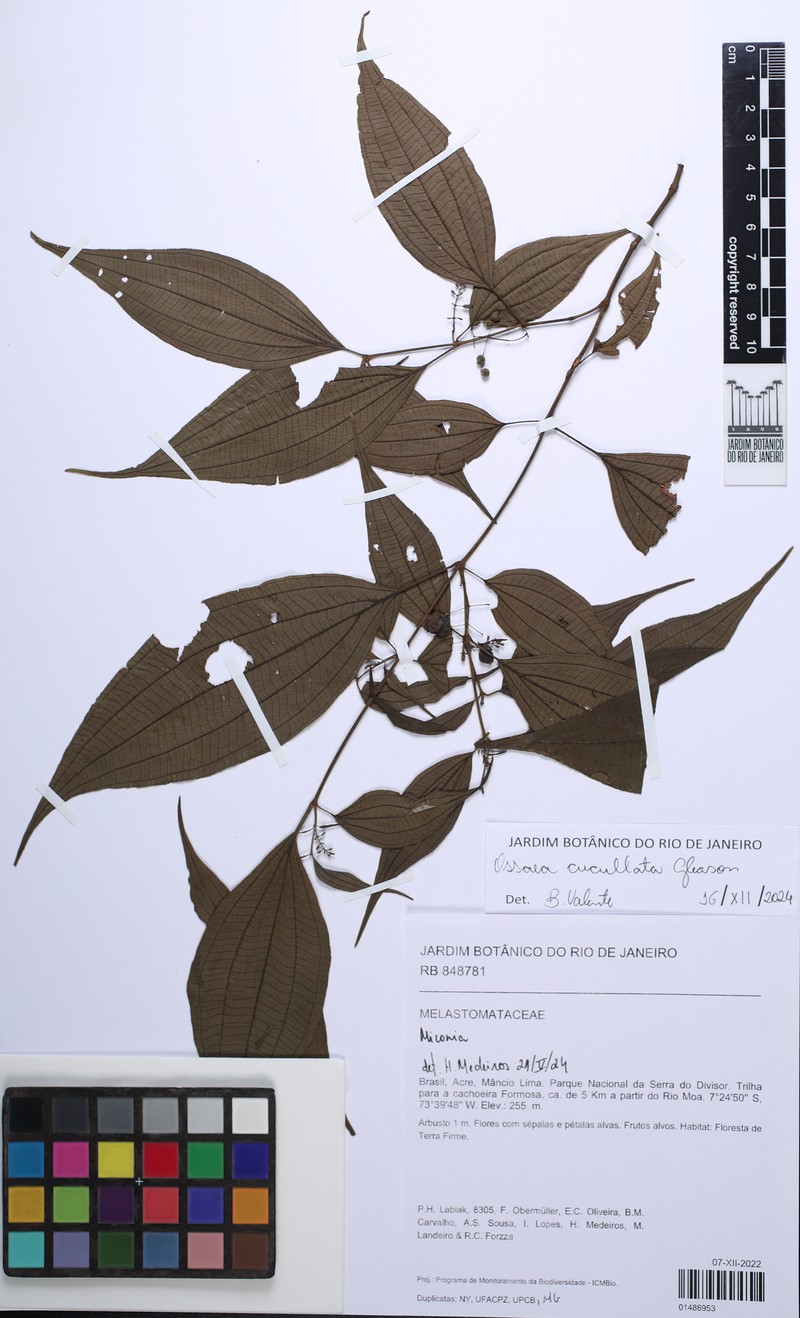 Miconia cucullata photo 3