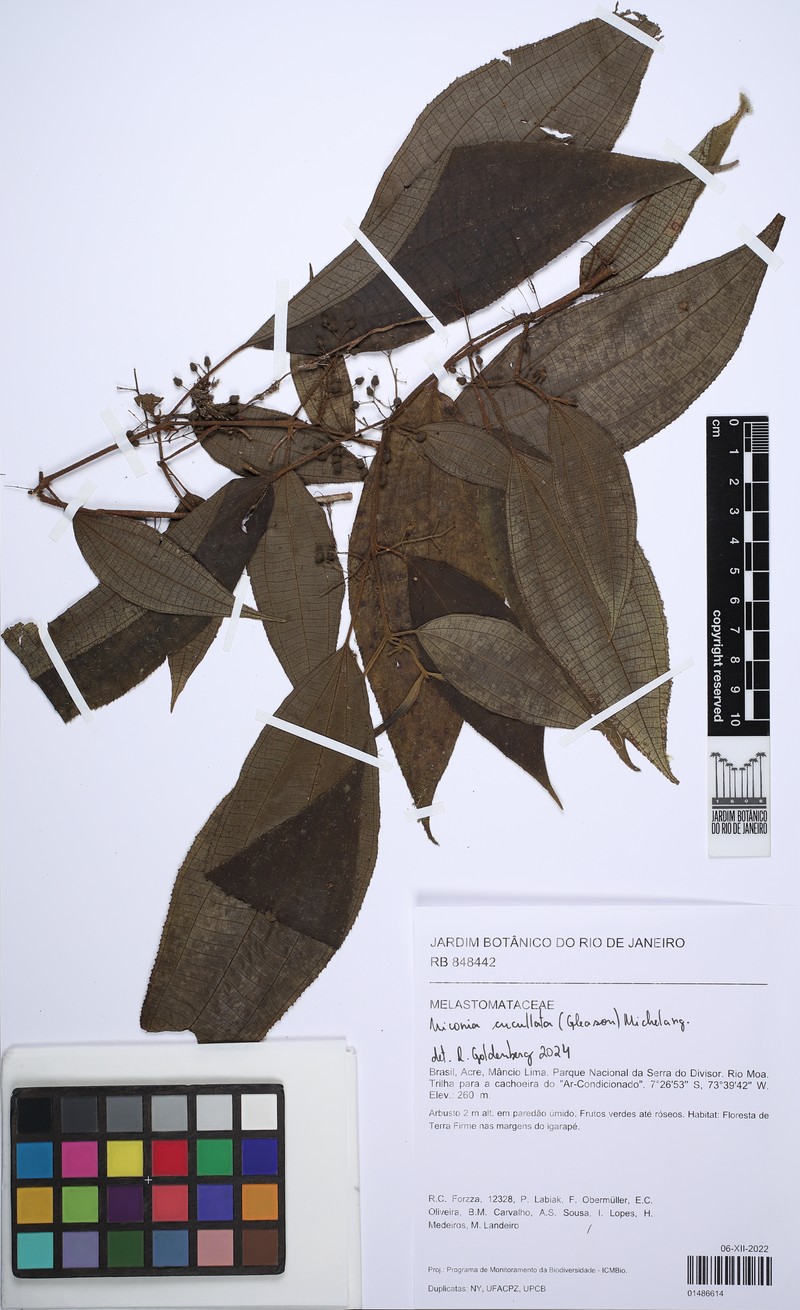 Miconia cucullata photo 4
