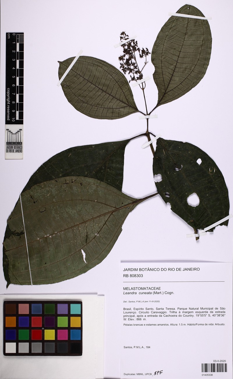 Miconia cuneatissima