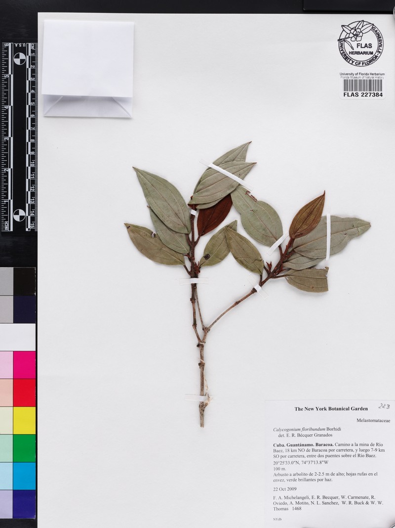 Miconia cupeyalensis