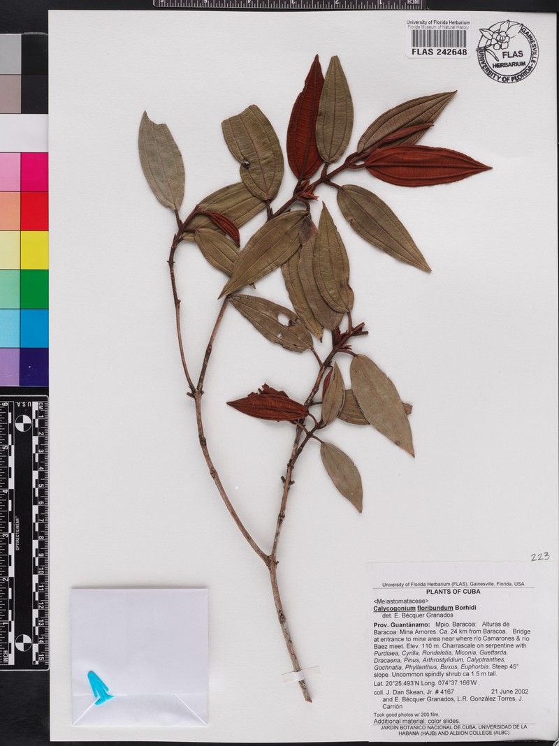 Miconia cupeyalensis photo 2