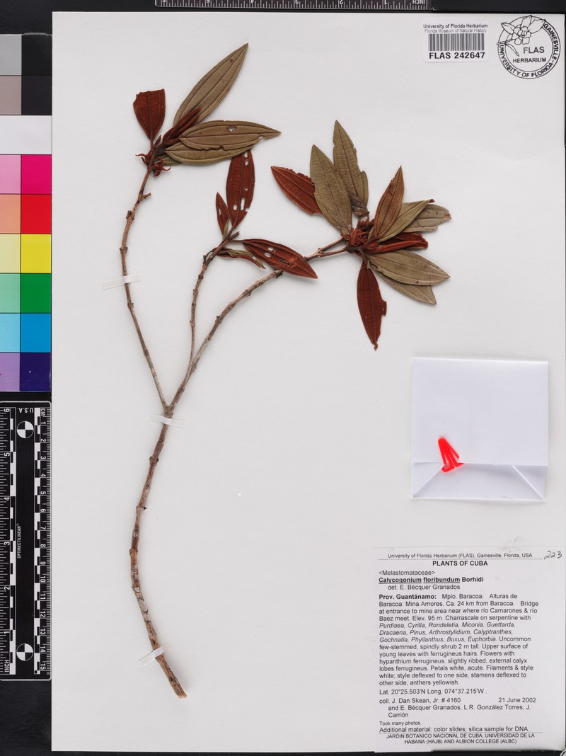 Miconia cupeyalensis photo 3