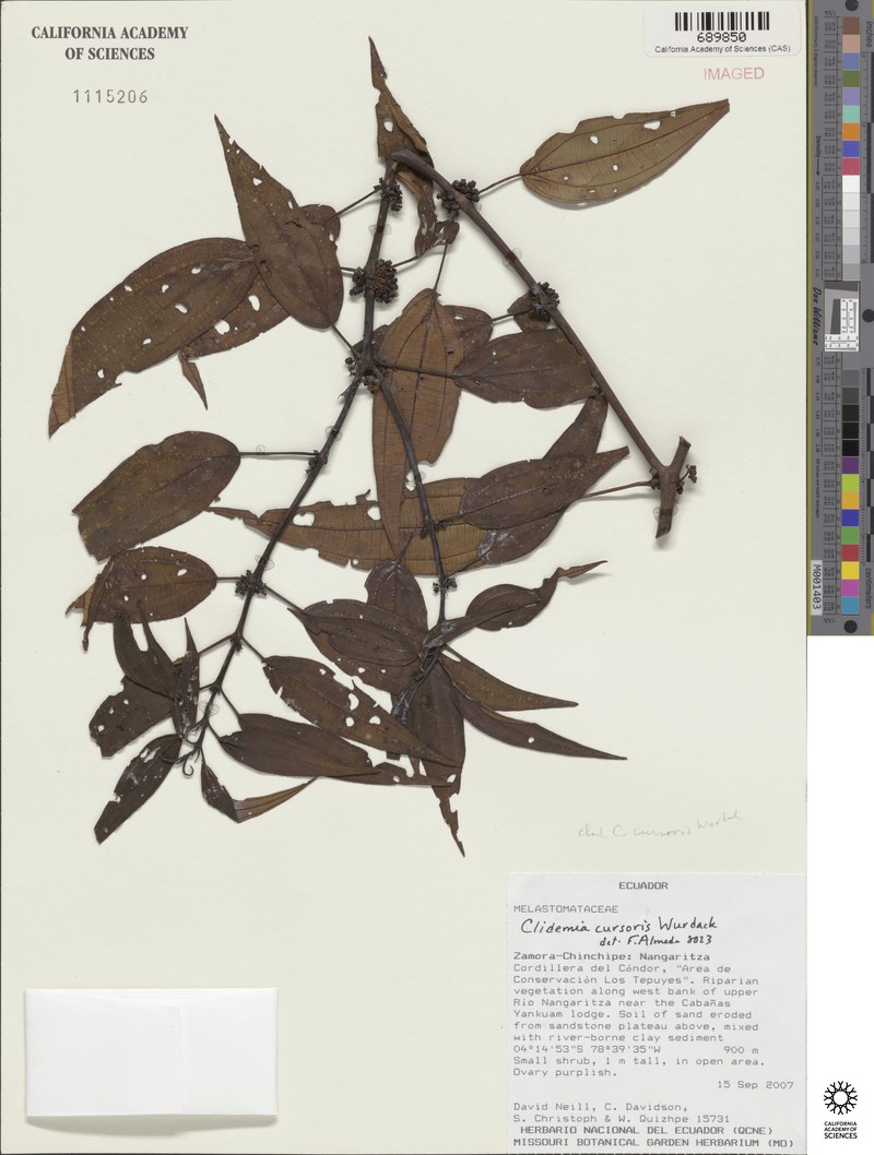 Miconia cursoris