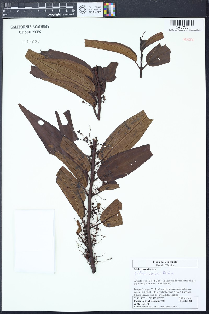 Miconia cursoris photo 2
