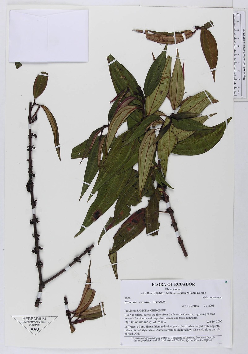 Miconia cursoris photo 3