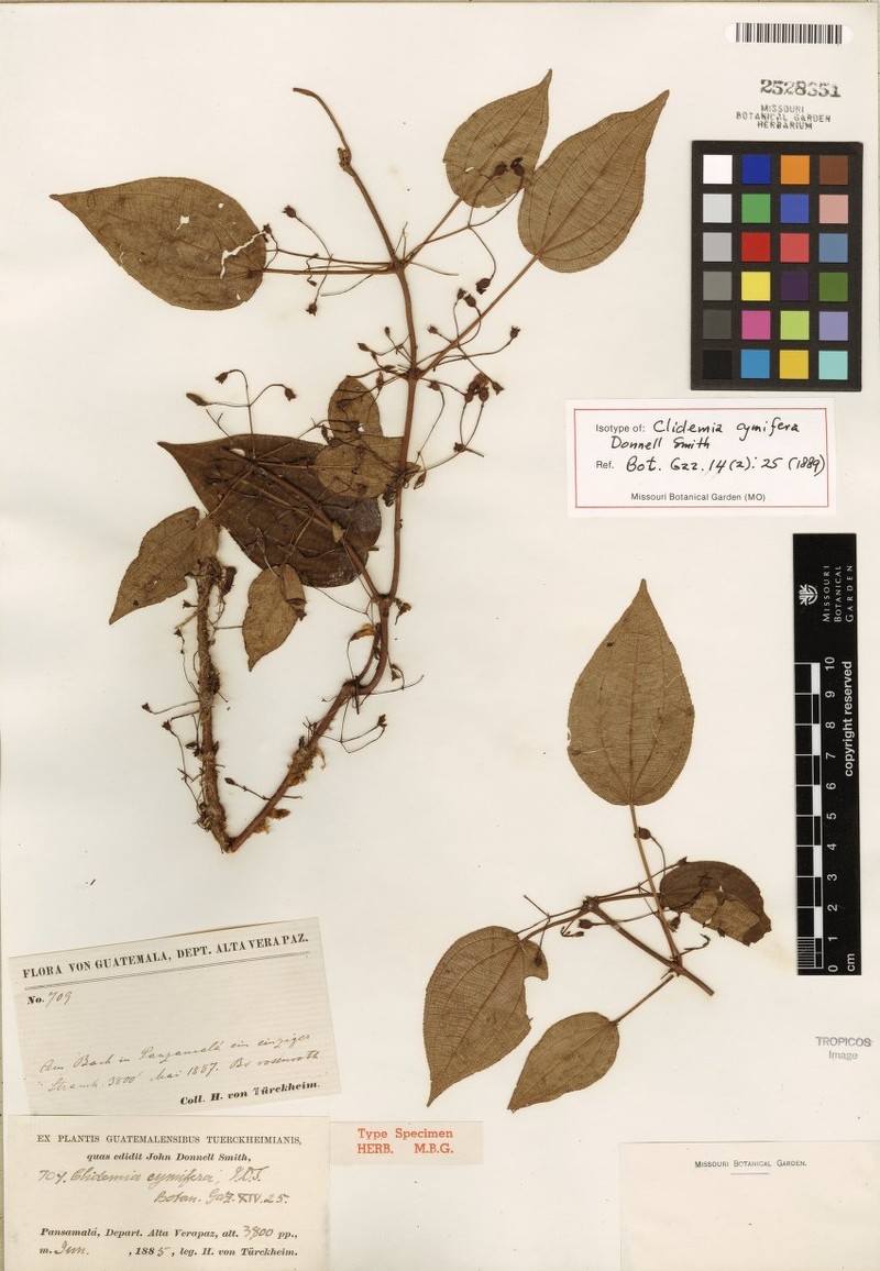 Miconia cymifera