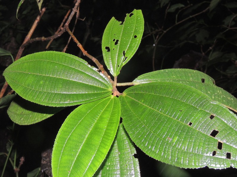 Miconia dasytricha