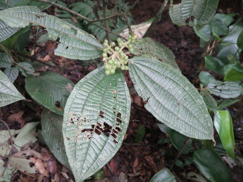 Miconia dasytricha photo 2