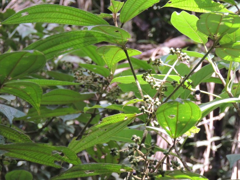 Miconia dasytricha photo 3