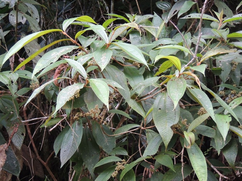 Miconia dasytricha photo 4